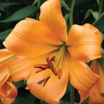 Lily African Queen
