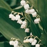 Lily of the Valley