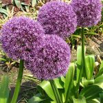 Allium Round and Purple