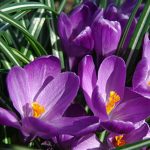 Crocus vernus Flower Record