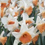 Daffodil Chromacolor