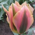 prod002978
