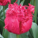 Tulip Barbados