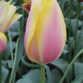 prod002980