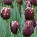 Tulip Jackpot