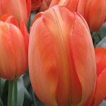 Tulip Orange Balloon