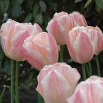 Tulip Sugar Love