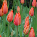Tulip Temple of Beauty