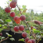 Gooseberry Hinnomaki Red