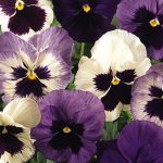 Pansy Ocean Breeze Mix