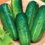 Cucumber Supremo Hybrid