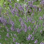 Lavender Munstead