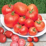 Tomato Collection Burpee’s Sampler