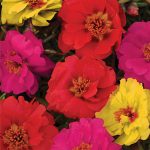 Portulaca Color Carosel Mix