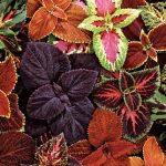 Coleus Giant Leaf Mix