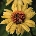 Echinacea Sandy Yellow