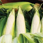 Corn Amaize Hybrid
