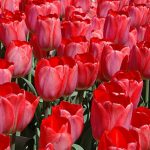 Tulip Big Chief