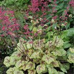 Heuchera Circus PPAF