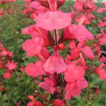 Salvia Suncrest Flamenco Rose