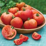 Tomato Summer Girl Hybrid