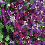 Clematis Sweet Summer Love PPAF