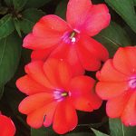 Impatiens (New Guinea) Spreading Corona