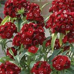 Dianthus Sweet Black Cherry