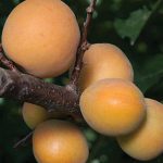 Apricot Canadian White Blenheim