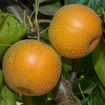 Pear Asian Hosui