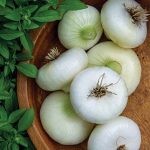 Onion Cippolini White