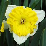 Daffodil Orangery