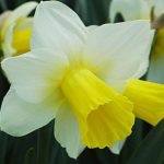 Daffodil Bravoure