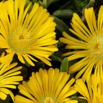 Delosperma Golden Wonder