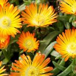 Delosperma Orange Wonder