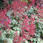 Heuchera Paris PPAF