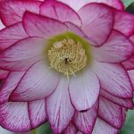 Hellebore Peppermint Ice