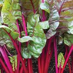 Swiss Chard Red Magic Hybrid