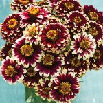 Zinnia haageana Color Crackle