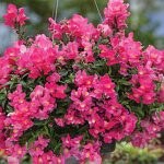 Snapdragon Candy Showers Rose