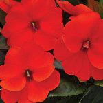 Impatiens SunPatiens Electric Orange