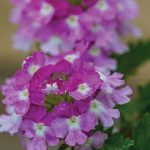 Verbena Twister Purple