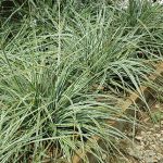 Orn. Grass Carex Everest PPAF