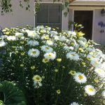 Shasta Daisy Real Galaxy PPAF