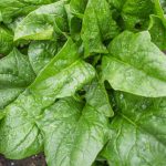 Spinach A La Carte Hybrid