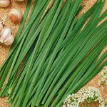 Chives Garlic Geisha Organic