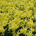 Daffodil Lemon Sailboat