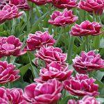 Tulip Dream Touch