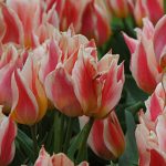 Tulip Quebec