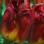Tulip Red Gold